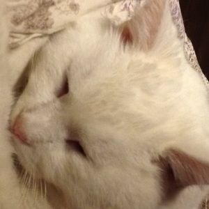 Meet your Posher, Sharmyn